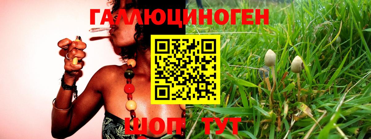 Псилоцибиновые грибы Psilocybine cubensis Можайск